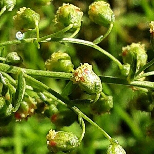 Artemisia dracunculus Flors