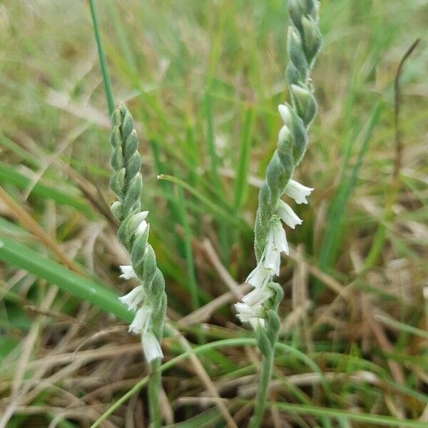 Spiranthes spiralis Blüte