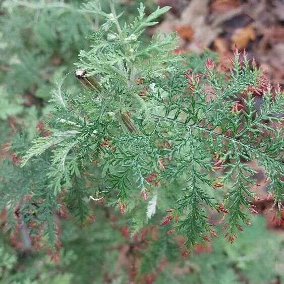 Artemisia annua List