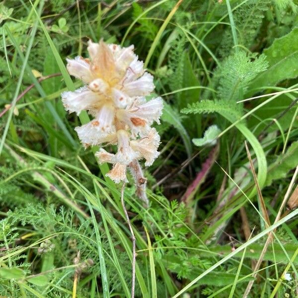 Orobanche picridis Blomma