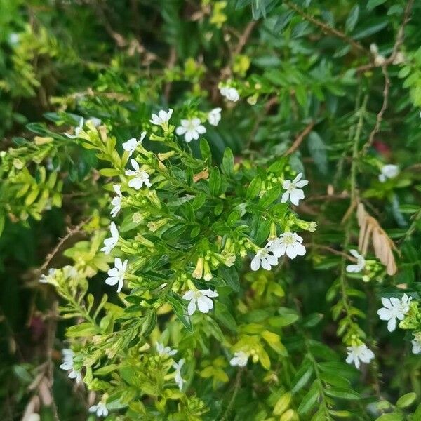 Cuphea hyssopifolia Lehti