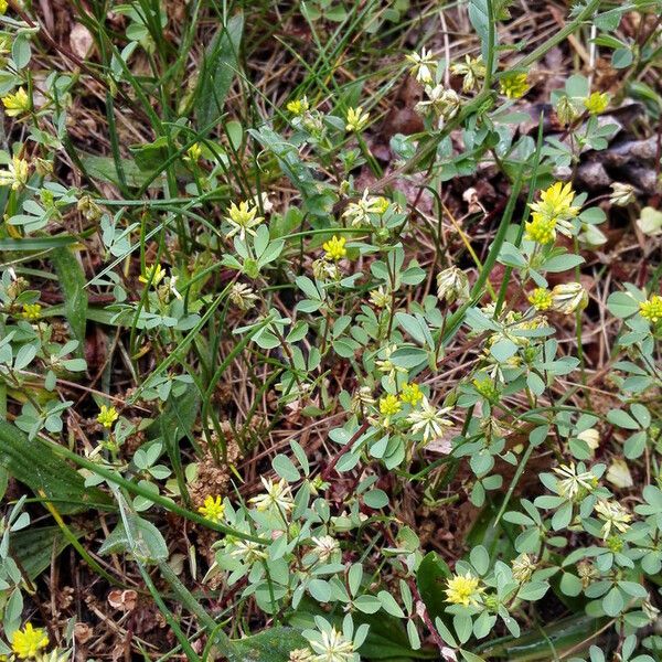 Trifolium dubium Hábito