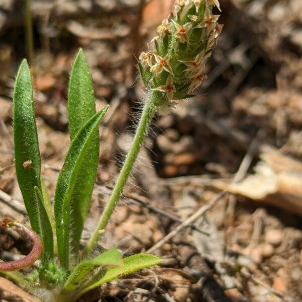 Plantago bellardii Costuma