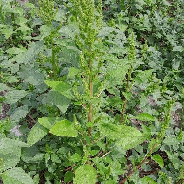 Amaranthus retroflexus অভ্যাস