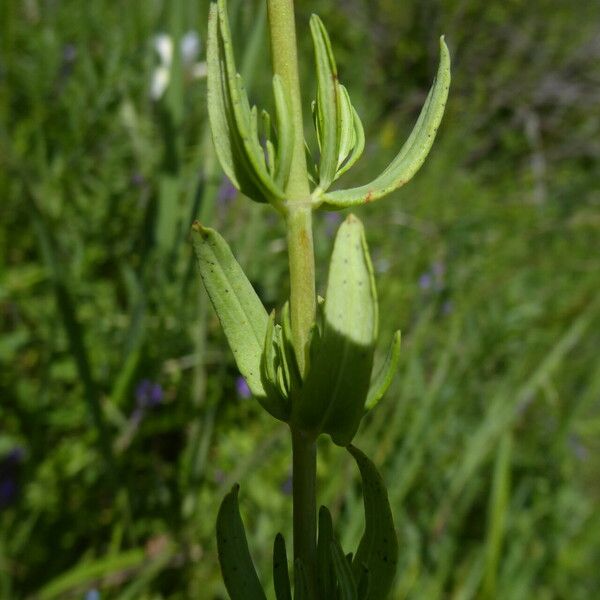 Hypericum elongatum Folla