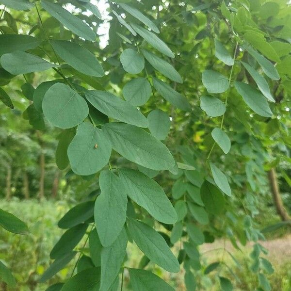 Robinia pseudoacacia Leaf