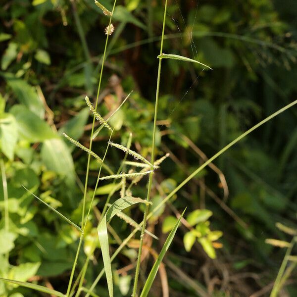 Urochloa trichopus 整株植物