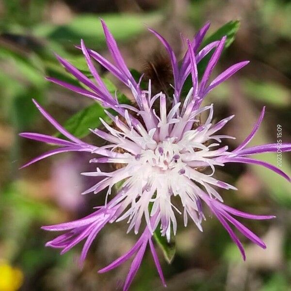 Centaurea pectinata Цветок