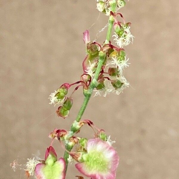 Rumex intermedius फूल