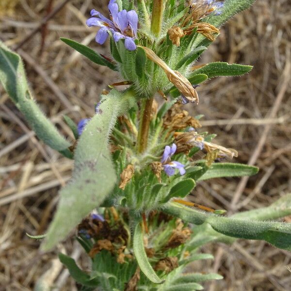 Hygrophila auriculata Pokrój