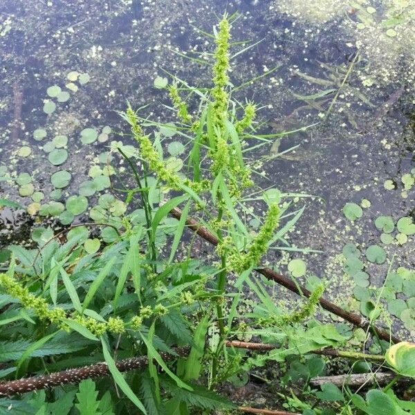 Rumex maritimus عادت