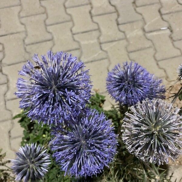 Echinops spinosissimus Cvet