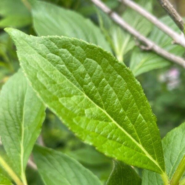 Weigela florida Leaf