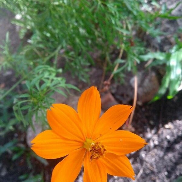 Cosmos sulphureus Žiedas