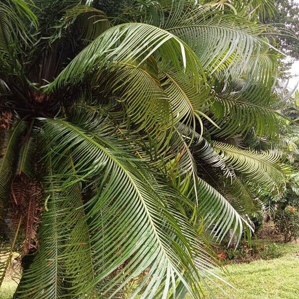 Cycas circinalis Leht