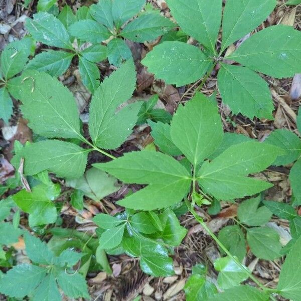 Cryptotaenia canadensis 叶