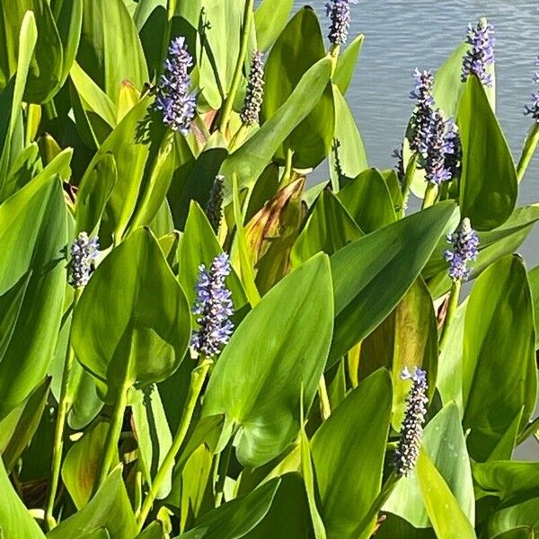 Pontederia cordata Çiçek