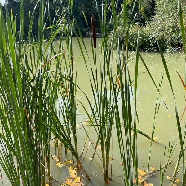 Typha angustifolia Leaf