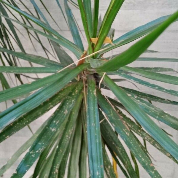 Dracaena reflexa Folha