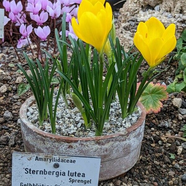 Sternbergia lutea Habit