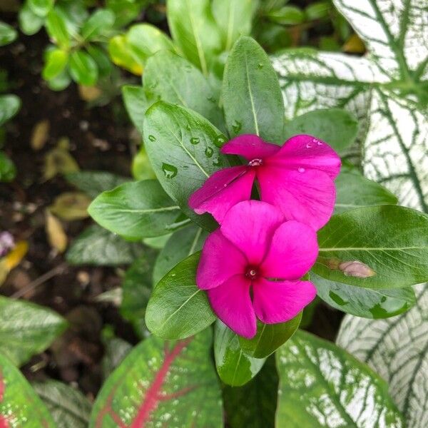 Catharanthus roseus Květ