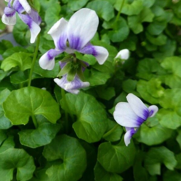 Viola hederacea Flor