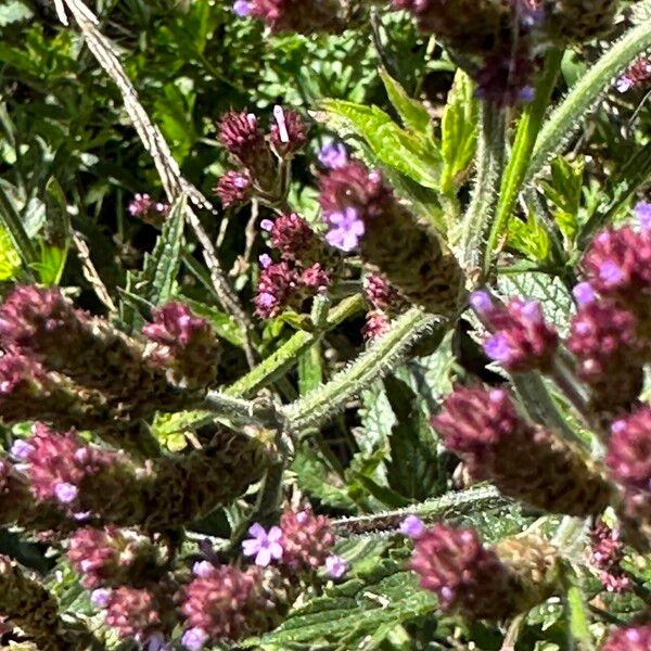 Verbena incompta Õis