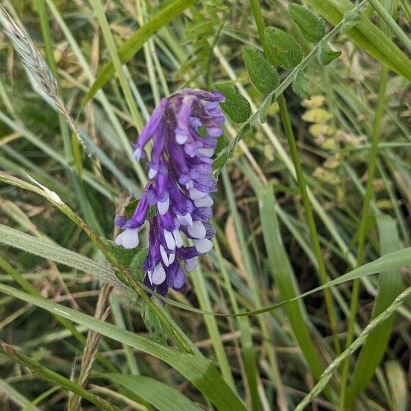 Vicia dasycarpa Flower