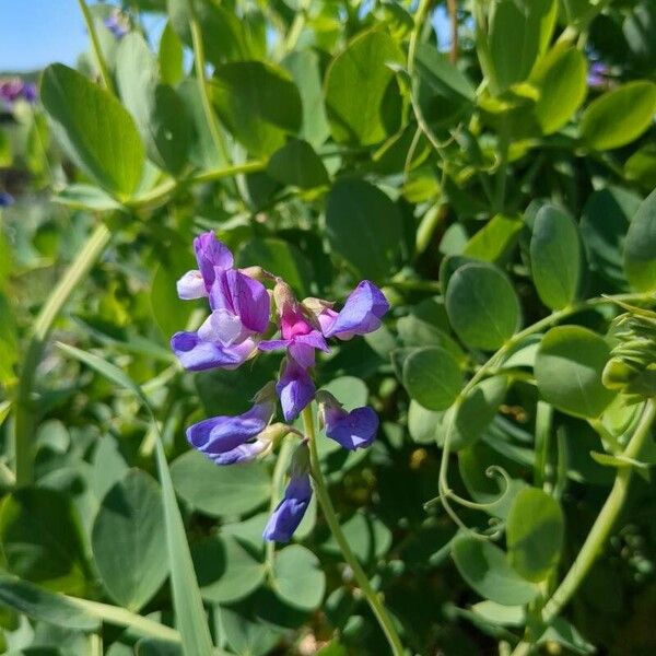 Lathyrus japonicus Õis