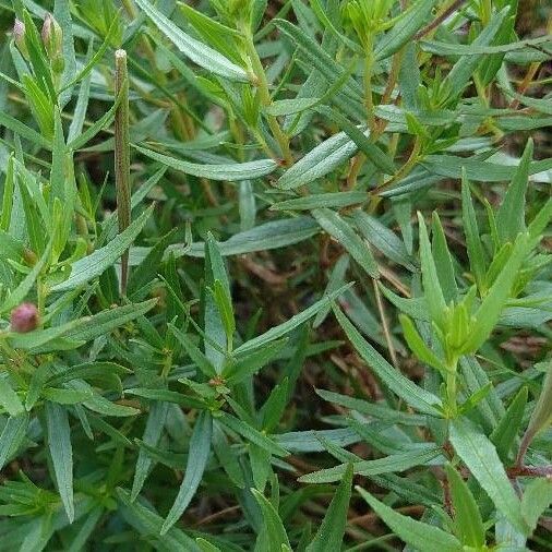 Epilobium dodonaei Liść