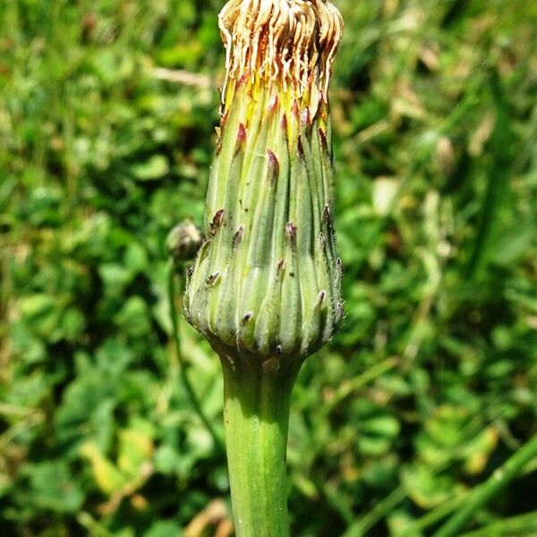 Hypochaeris radicata Çiçek