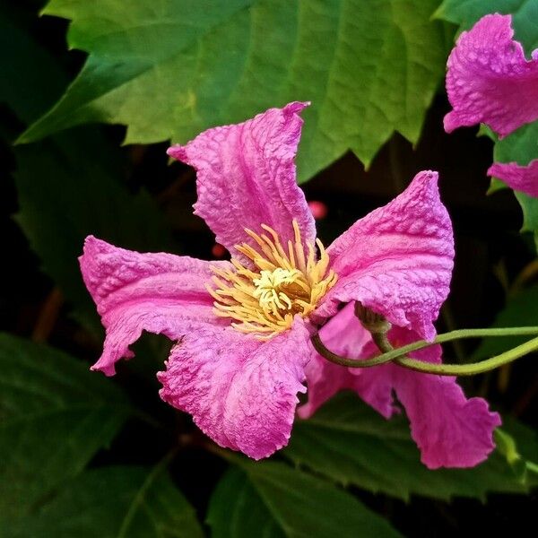 Lagerstroemia speciosa Цвят