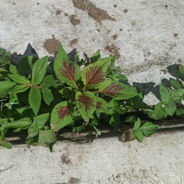 Amaranthus dubius Kvet