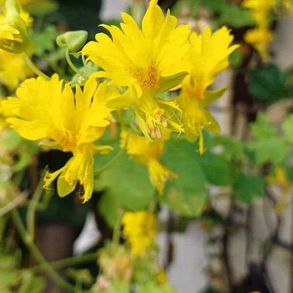 Tropaeolum peregrinum Blüte