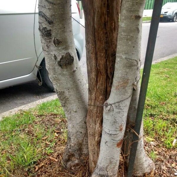 Bark