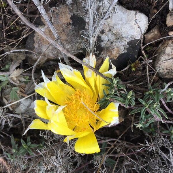 Adonis vernalis Кветка