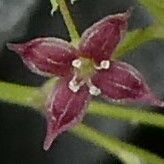 Asperula purpurea Kvet