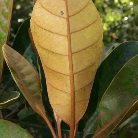 Planchonella amieuana Leaf