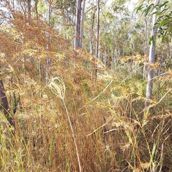 Themeda quadrivalvis Habit