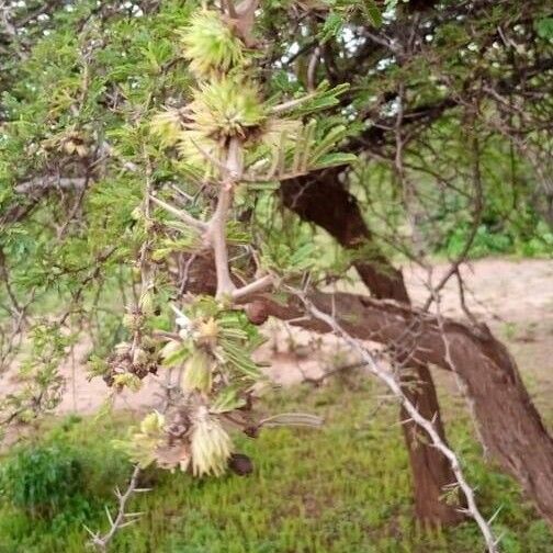 Acacia nilotica Blad