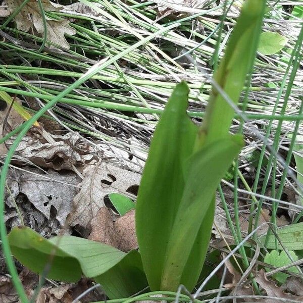 Orchis anthropophora Leaf