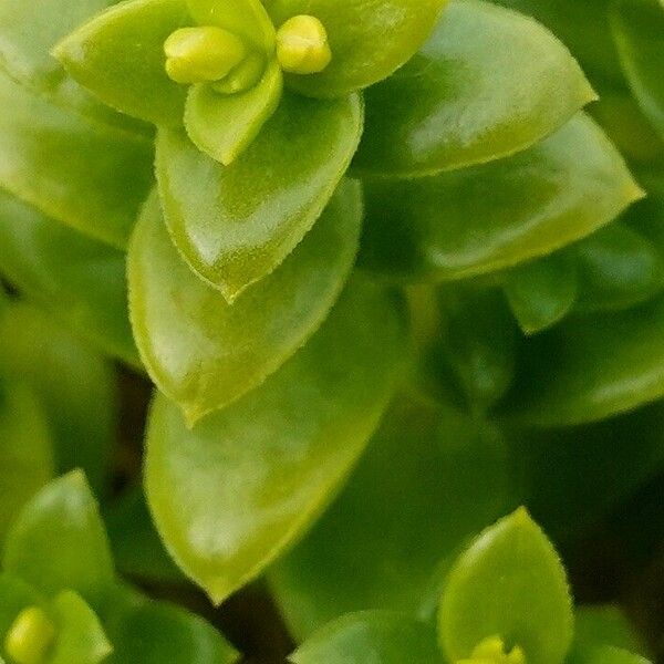 Honckenya peploides Leaf