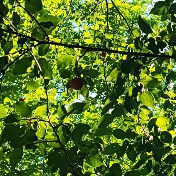 Prunus umbellata Плод