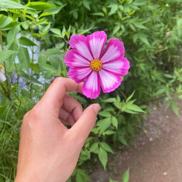 Cosmos bipinnatus Květ