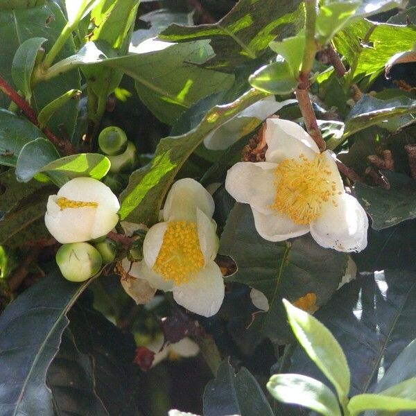 Camellia sinensis फूल
