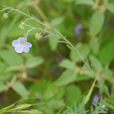 Linum pratense Агульны выгляд