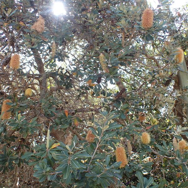 Banksia integrifolia Blatt