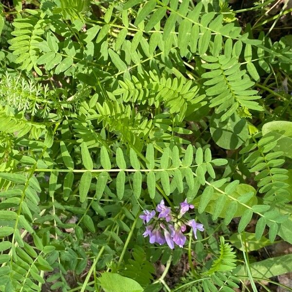 Astragalus danicus Pokrój