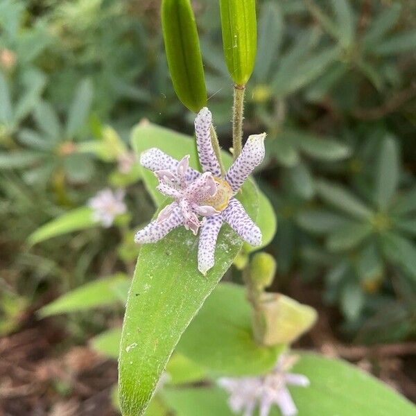 Tricyrtis maculata Цвят