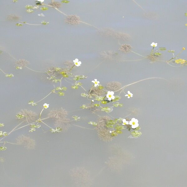 Ranunculus peltatus Hàbitat